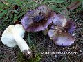 Russula amoenicolor-amf1720-1